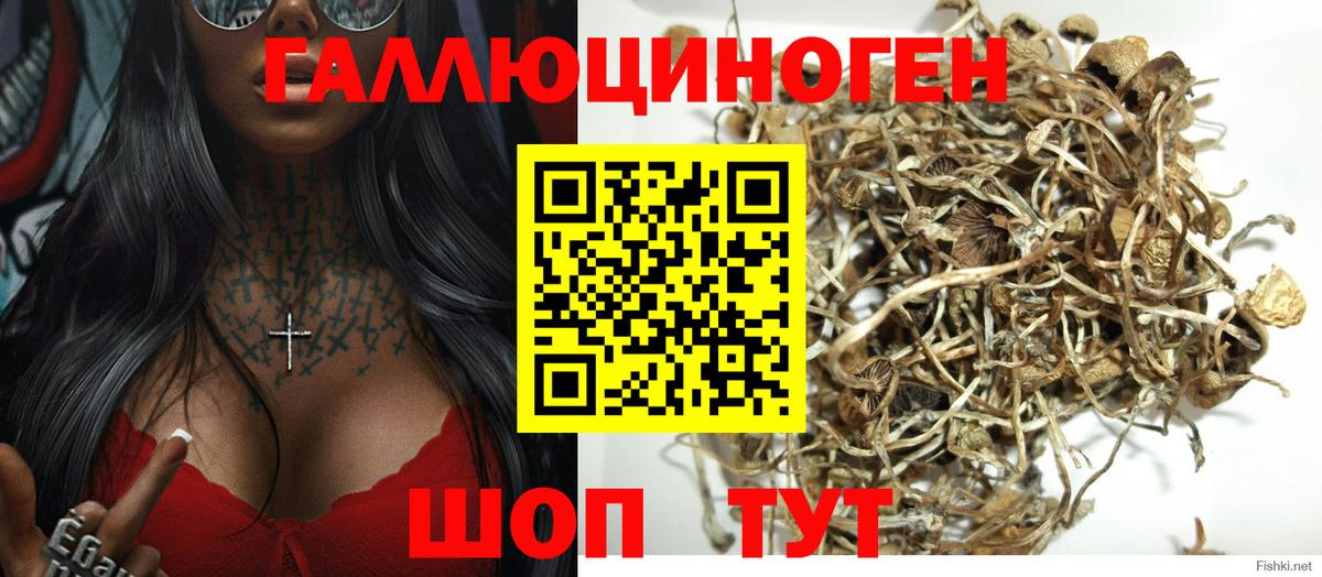 Псилоцибиновые грибы GOLDEN TEACHER Липецк